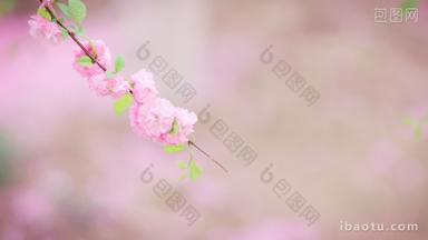 几朵粉色的山桃花高清镜头